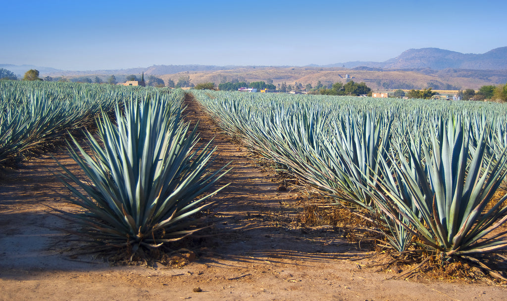 A Short Lesson on Tequila and Mezcal