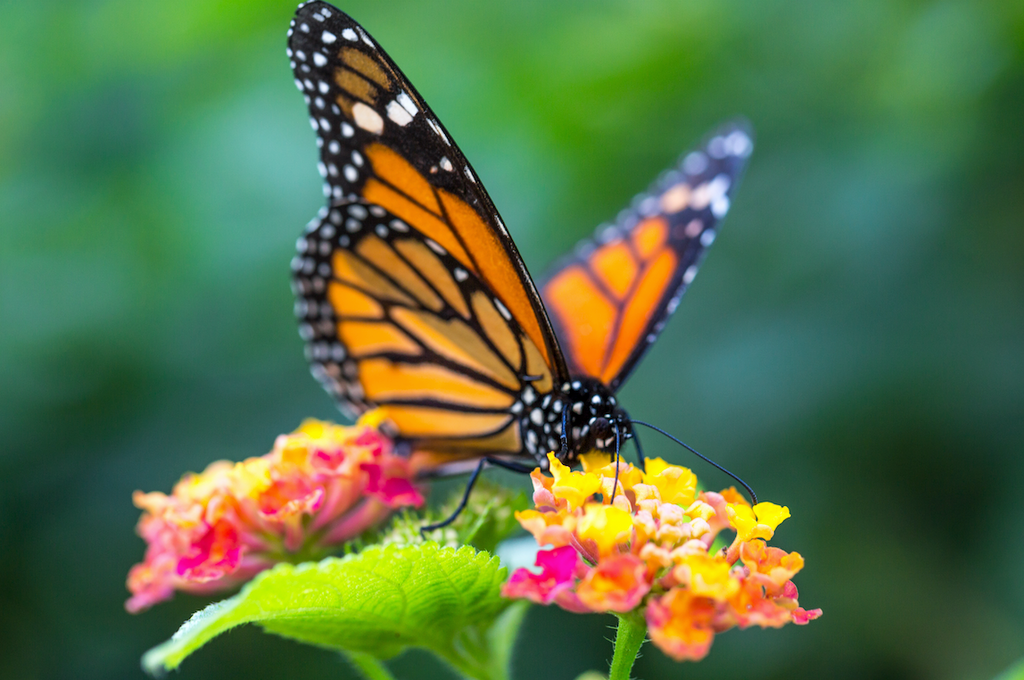 November is for the Monarch Butterfly